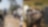 Nigerian montane forest project