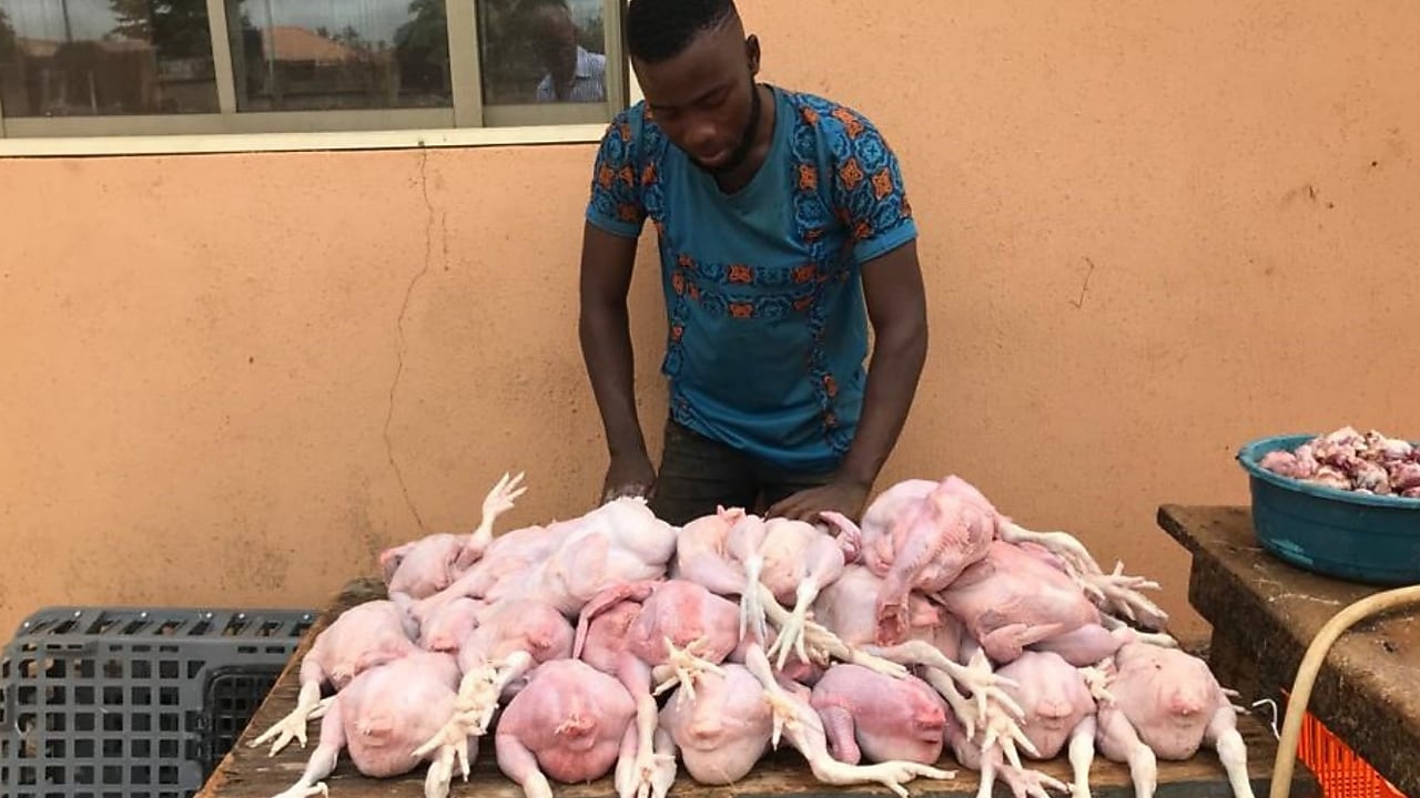 Man standing near chicken
